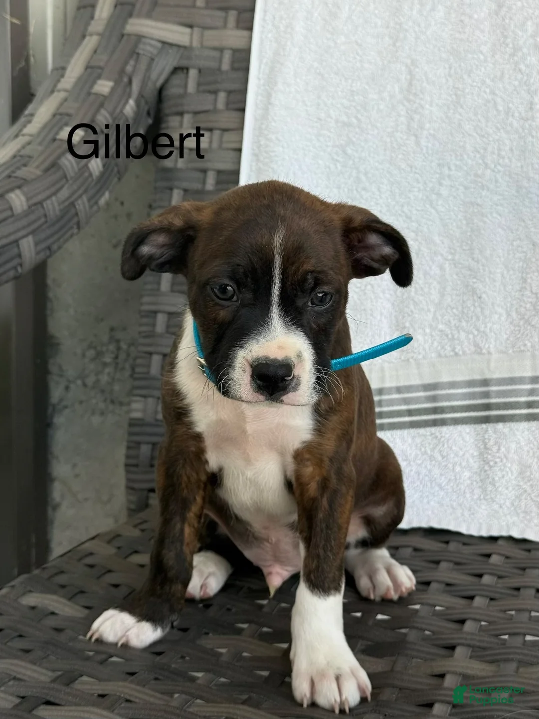 Mixed Breed dogs for sale: Gilbert  - Ad 2