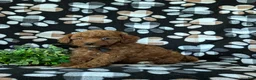 Mini Goldendoodle dogs for sale: Rueben 10 lbs full grown - Ad 3