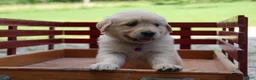 Golden Retriever dogs for sale: Golden Retriever 7 - Ad 3