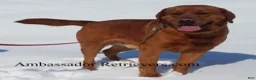 Labrador Retriever dogs for sale: Bailey - Ad 10