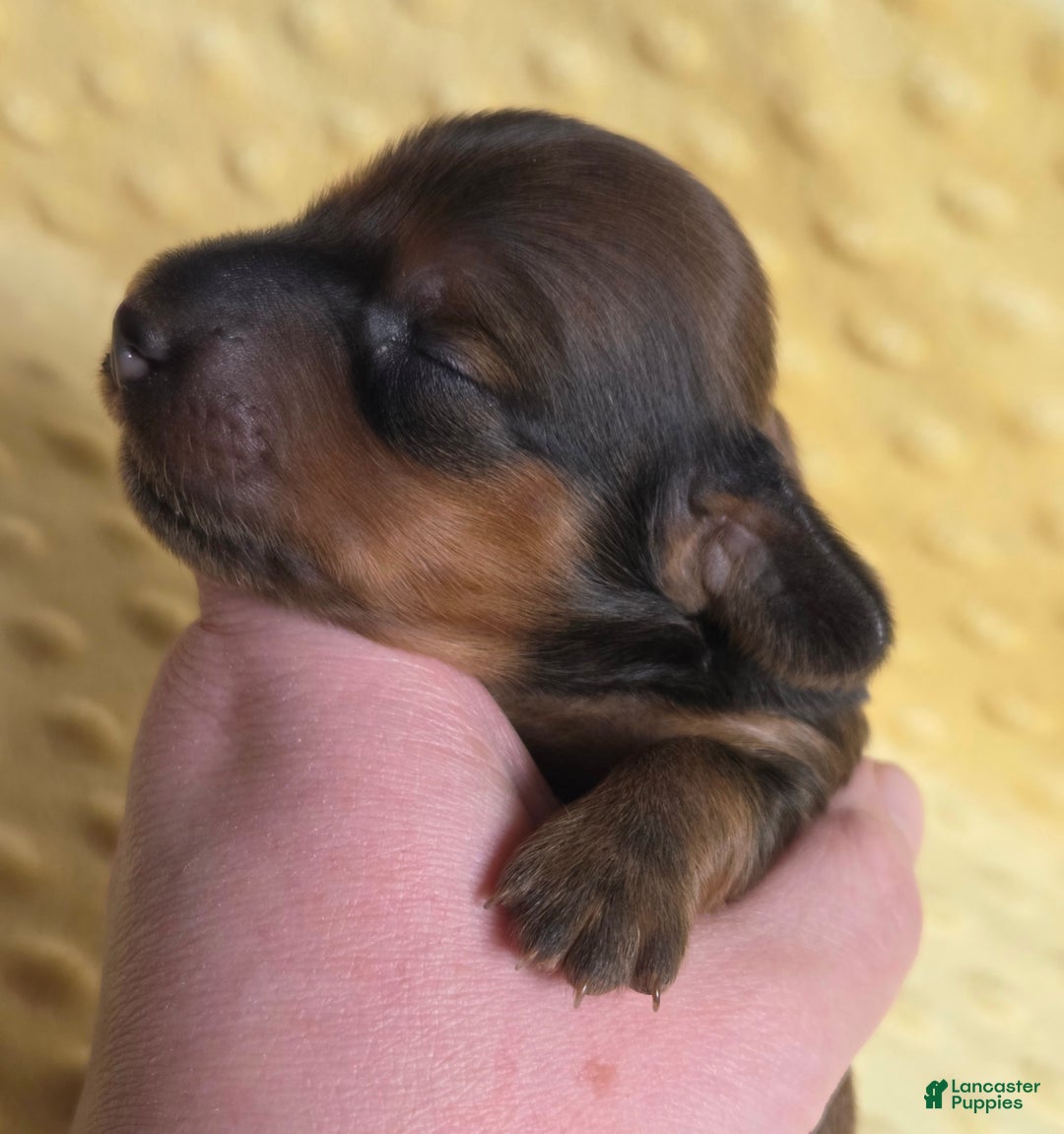 Miniature Dachshund dogs for sale: Rye - Ad 2