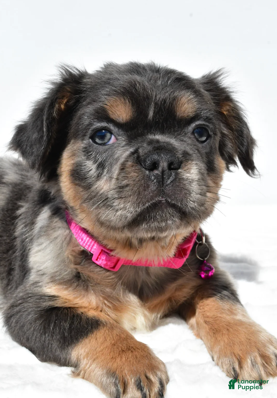 French Bulldog dogs for sale: Norma - Ad 5