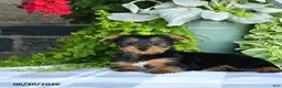 Yorkshire Terrier dogs for sale: Fern - Ad 4