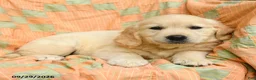 Golden Retriever dogs for sale: Autumn - Ad 2
