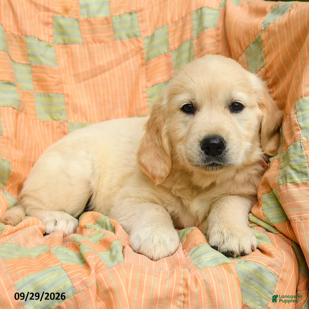 Golden Retriever dogs for sale: Autumn - Ad 2