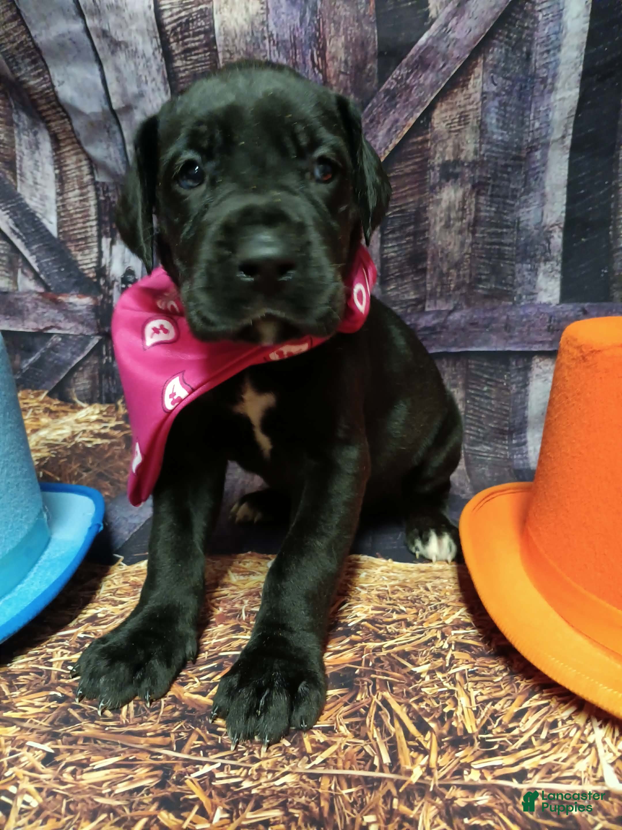 Great Dane dogs Mantis - Ad 32