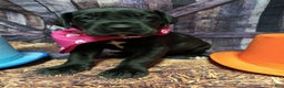 Great Dane dogs for sale: Mantis - Ad 1