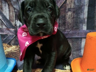 Great Dane dogs Mantis - Ad 32