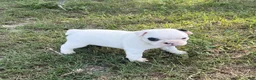 Frenchton dogs for sale: Frenchton 1 - Ad 5