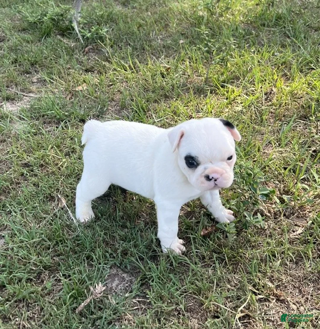 Frenchton dogs for sale: Frenchton 1 - Ad 5