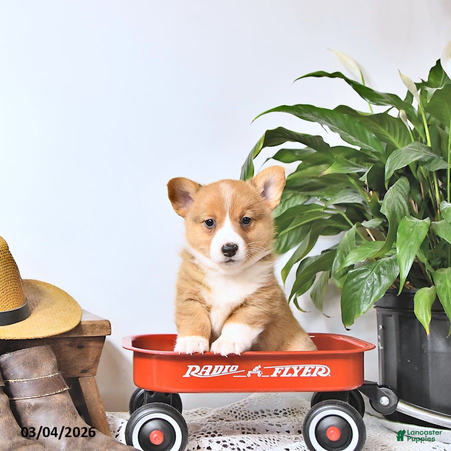 Welsh Corgi Pembroke dogs Banjo - Ad 1