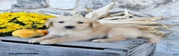 Golden Retriever dogs for sale: Dixie - Ad 3