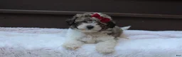 Miniature Poodle dogs for sale: Daisy - Ad 4