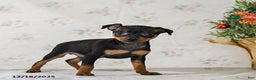 Miniature Pinscher dogs for sale: Diamond - Ad 4