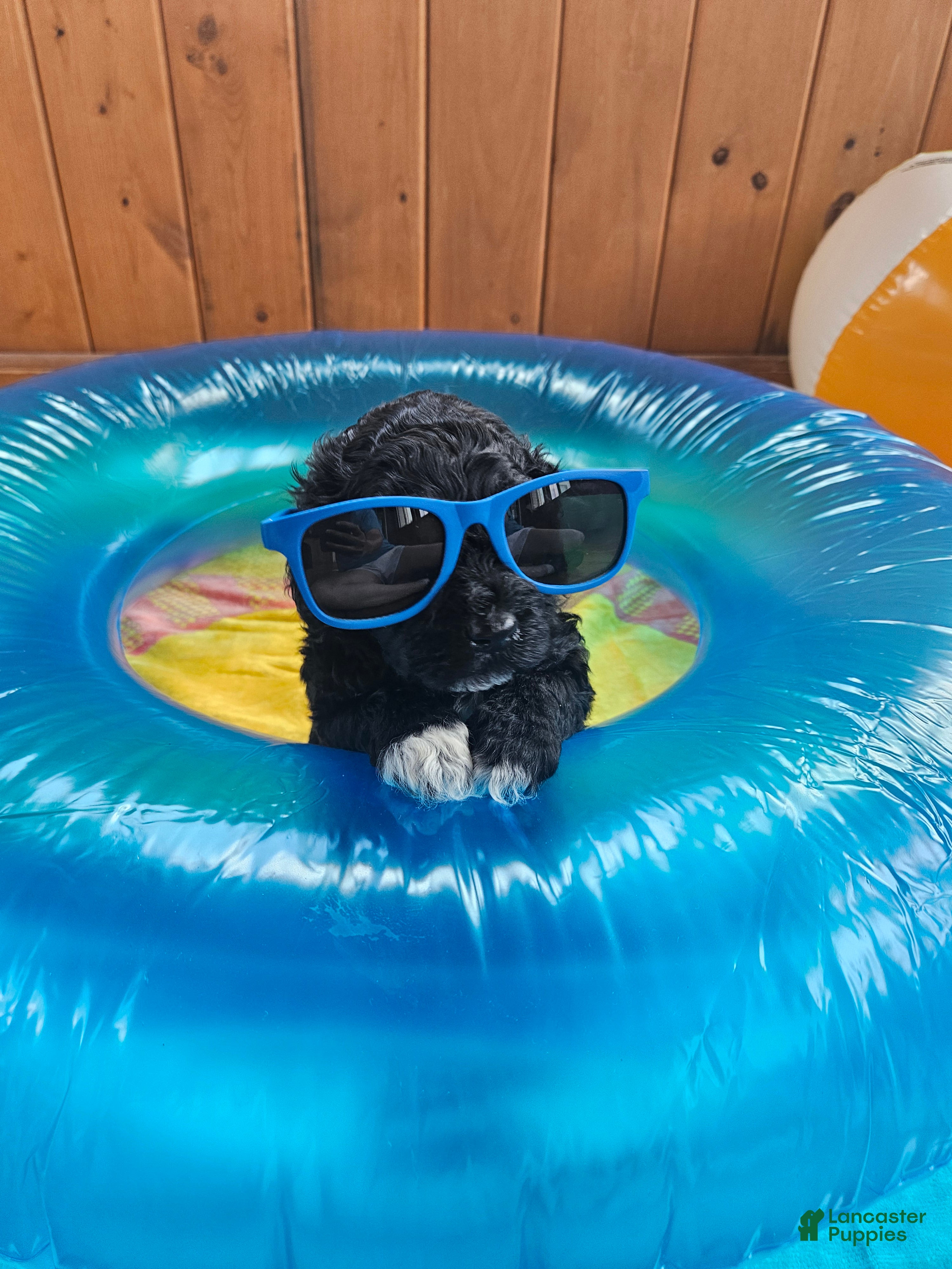 Portuguese Water Dog dogs Dexter - Ad 20