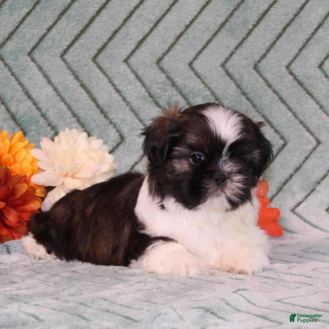 Shih Tzu dogs for sale: Tinker - Ad 4