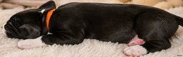 Mixed Breed dogs for sale: American Corso Orange collar - Ad 4