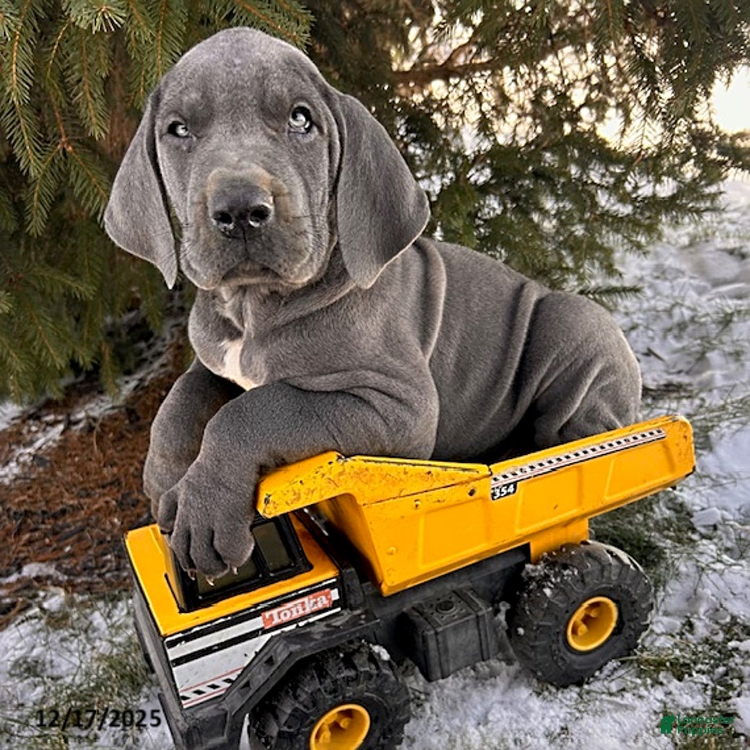 Great Dane dogs for sale: Sterling - Ad 1