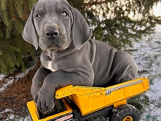 Great Dane dogs Sterling - Ad 4
