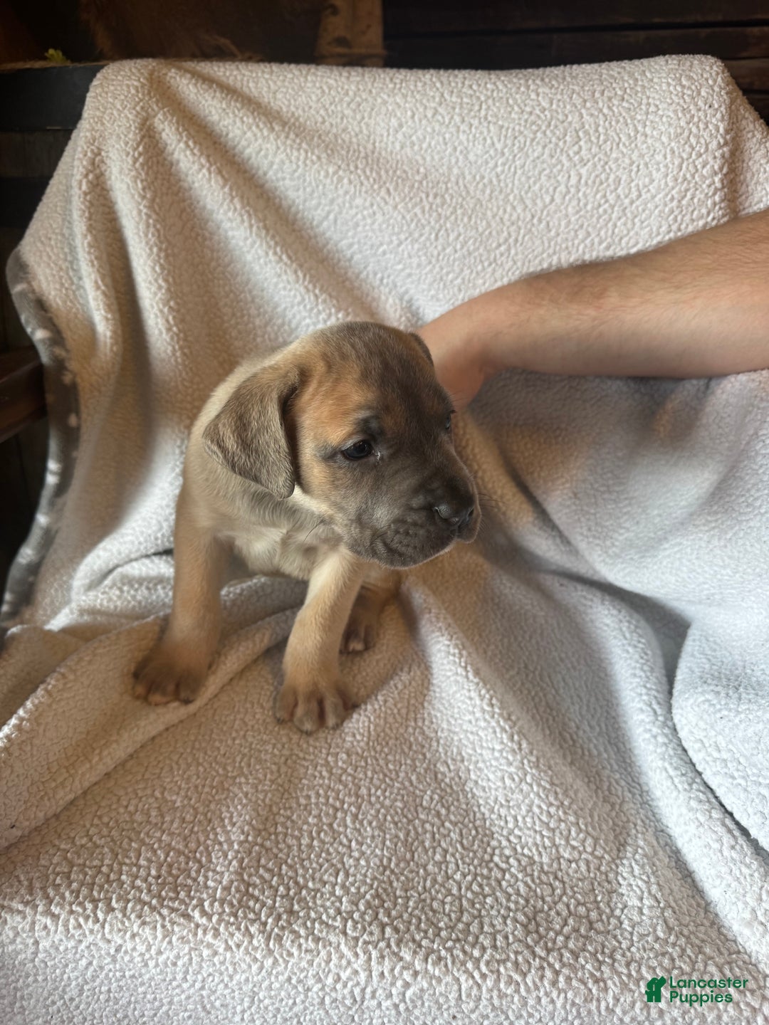 Cane Corso dogs for sale: Nugget  - Ad 3