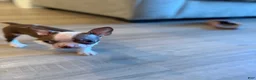 Boston Terrier dogs for sale: Boston Terrier 1 - Ad 19