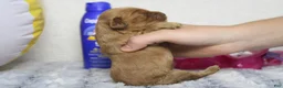 Cockapoo dogs for sale: Katie - Ad 4
