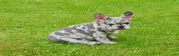French Bulldog dogs for sale: French Bulldog 2 - Ad 2