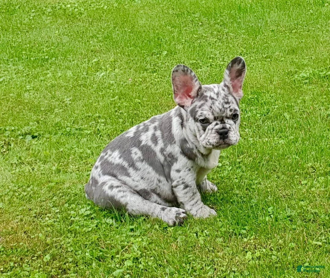 French Bulldog dogs for sale: French Bulldog 2 - Ad 2