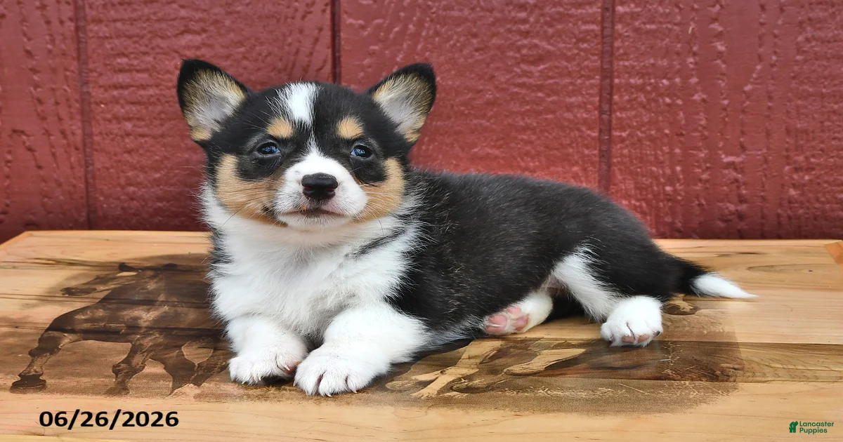 corgi-corgi　ボンネット　黒 Jenny Welsh Corgi Pembroke for sale in Canajoharie | Lancaster Puppies
