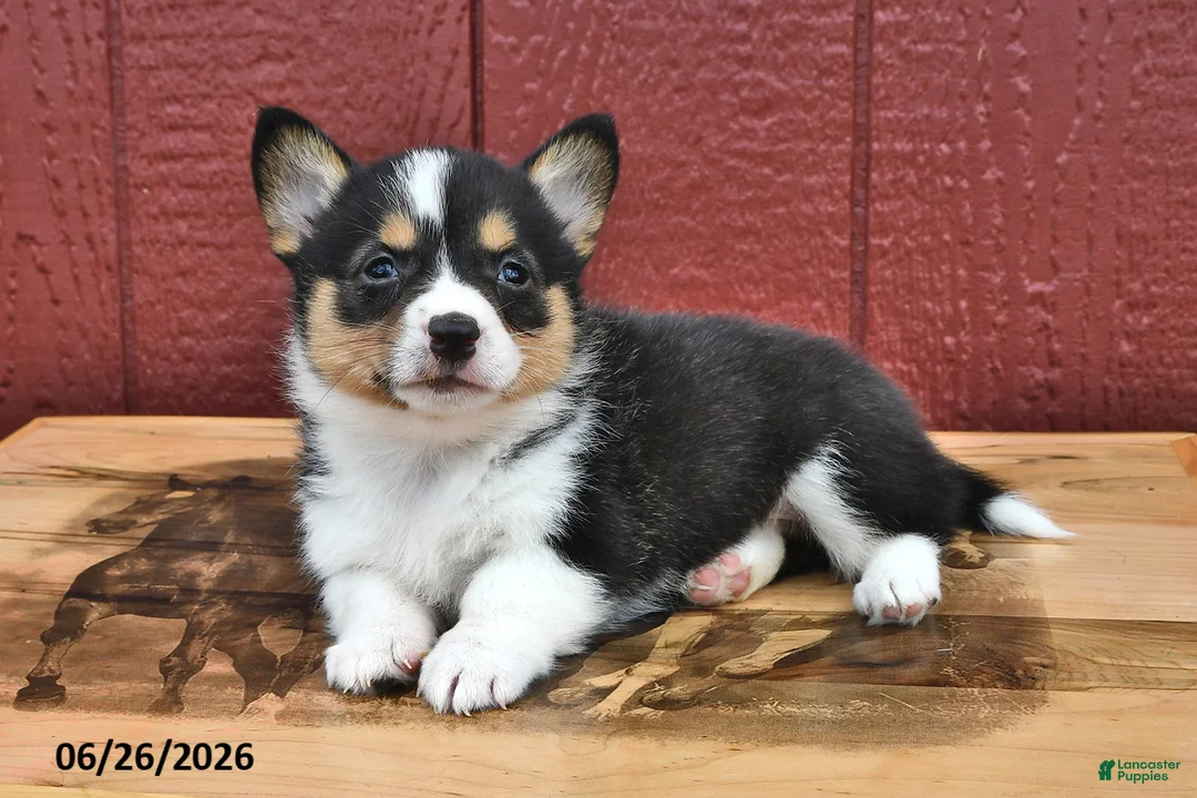 Welsh Corgi Pembroke dogs for sale: Jenny - Ad 1