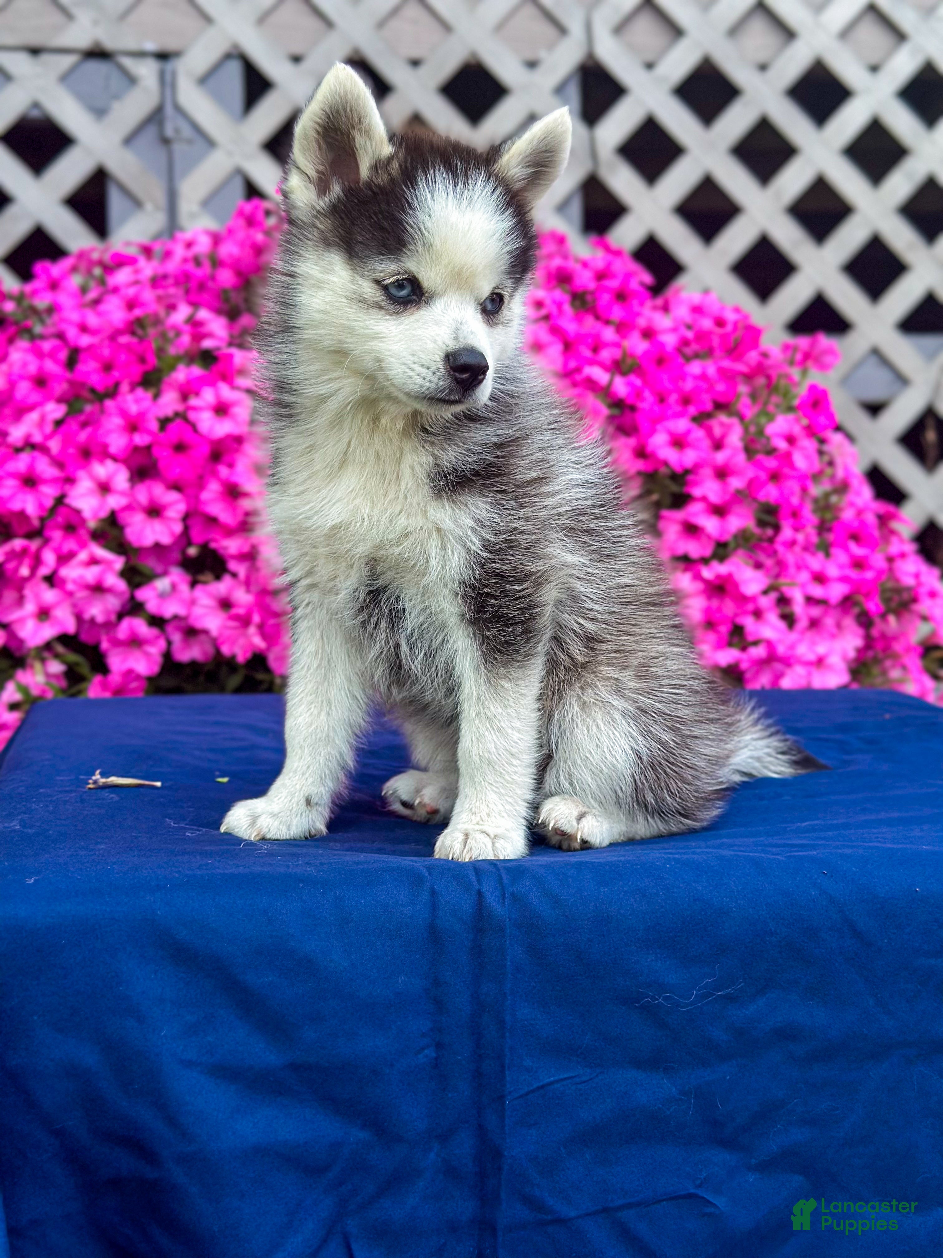 Pomsky dogs Scout - Ad 2