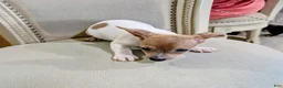 Teddy Roosevelt Terrier dogs for sale: DR JOHNNY - Ad 6