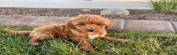 Cavapoo dogs for sale: Karla - Ad 7