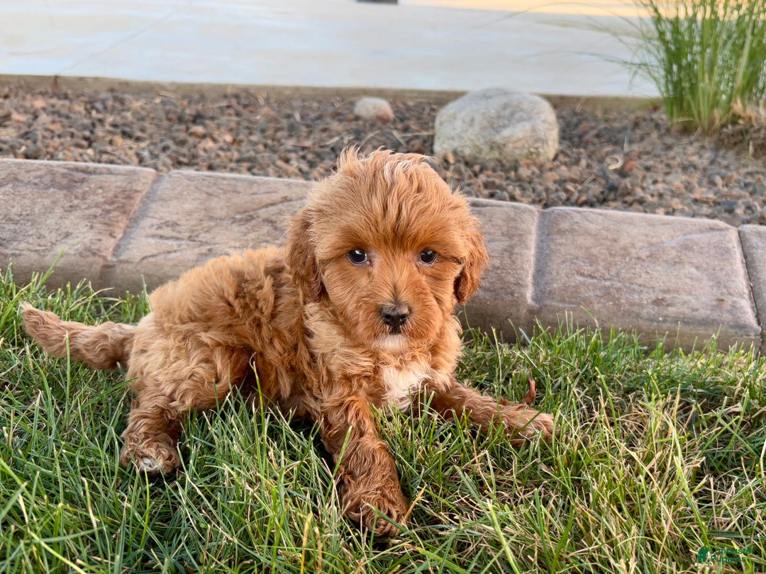 Cavapoo dogs for sale: Karla - Ad 7