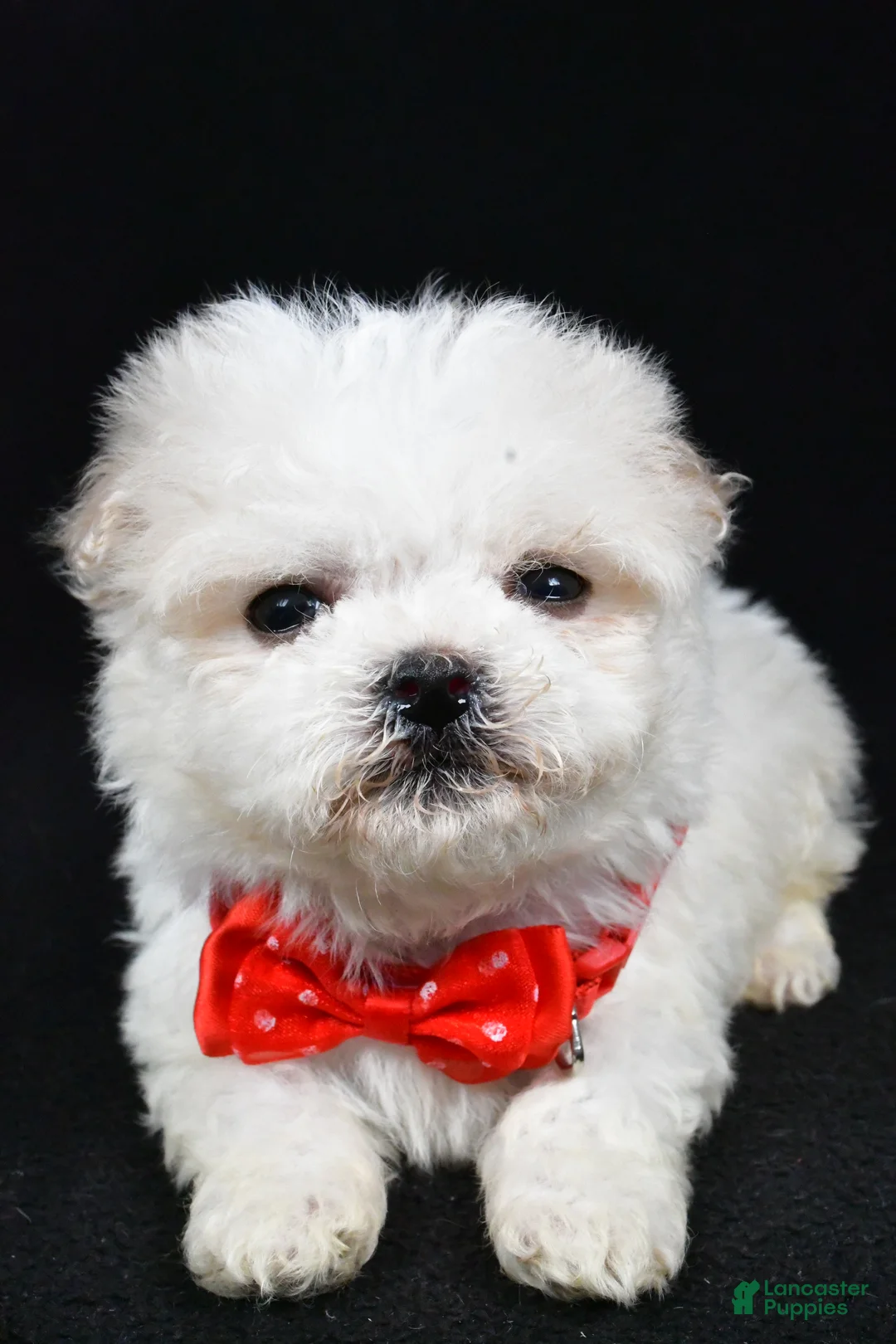 Havanese dogs for sale: Carson - Ad 2