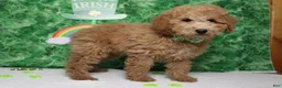 Toy Poodle dogs for sale: Garnet - Ad 5