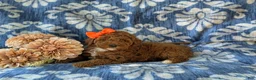 Miniature Poodle dogs for sale: Shelly - Ad 4