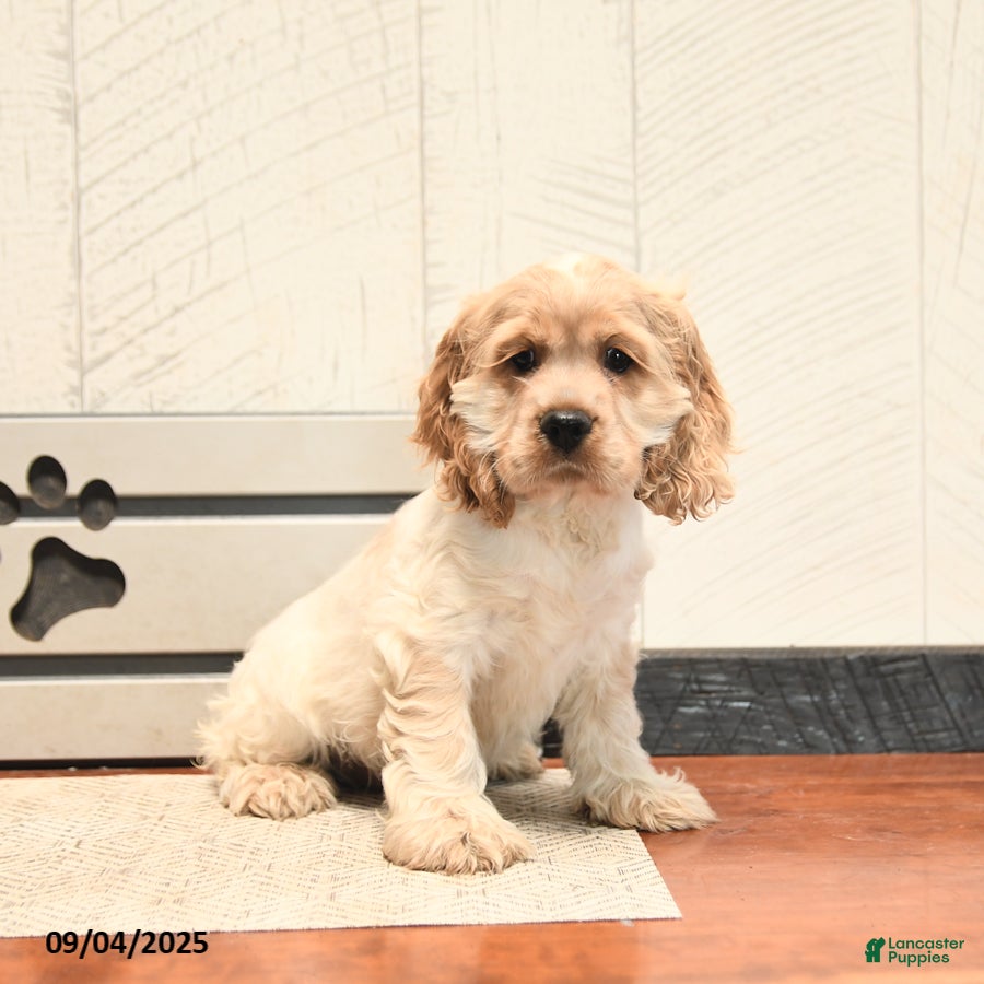 Cocker Spaniel dogs Willy - Ad 39