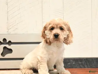 Cocker Spaniel dogs Willy - Ad 42