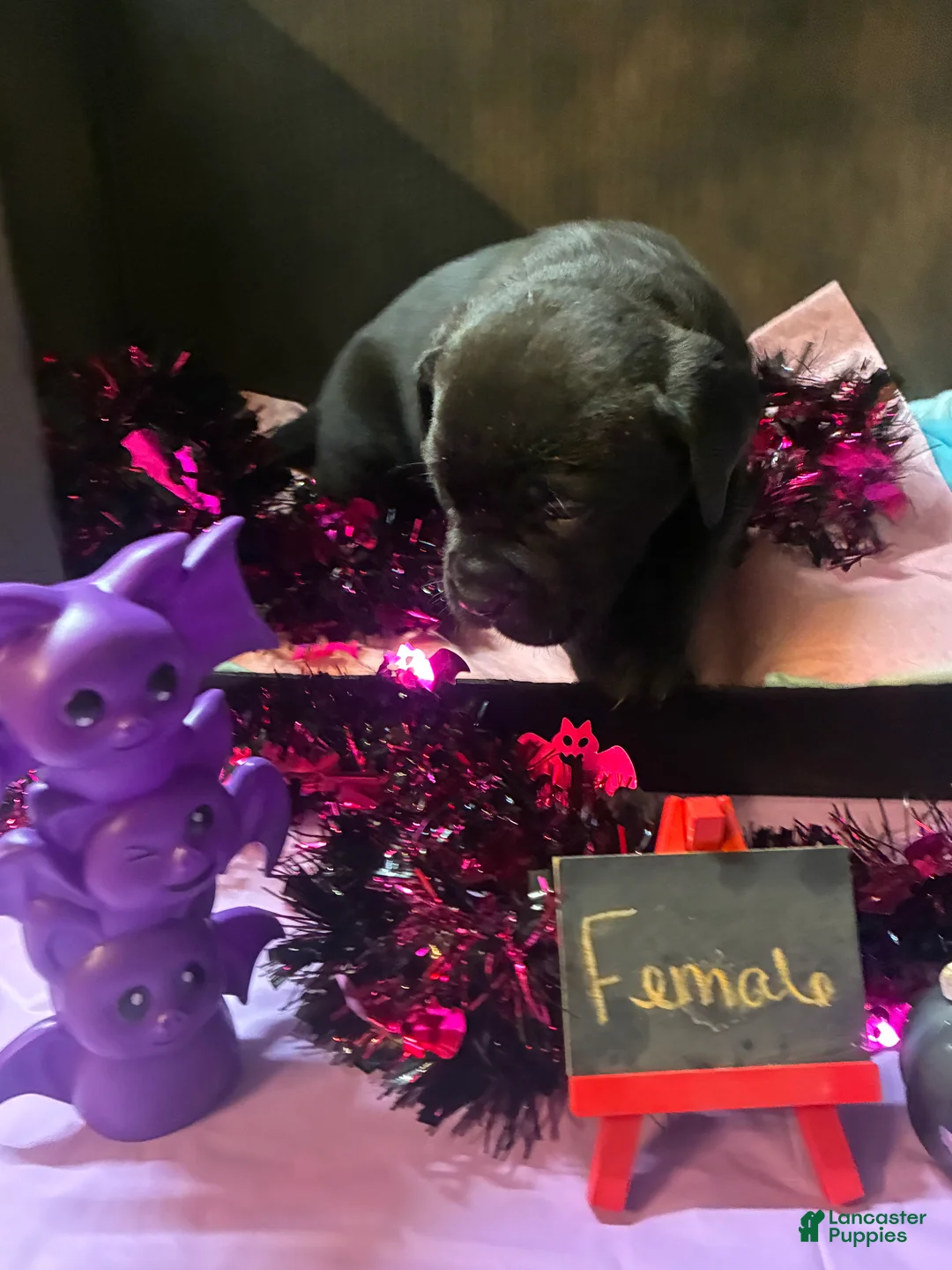 Cane Corso dogs for sale: Cane Corso 5 - Ad 1
