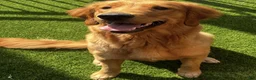 Golden Retriever dogs for sale: Golden Retriever Puppy 8 (White) - Ad 2