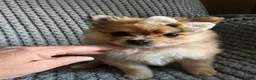 Pomeranian dogs for sale: Violet  - Ad 3