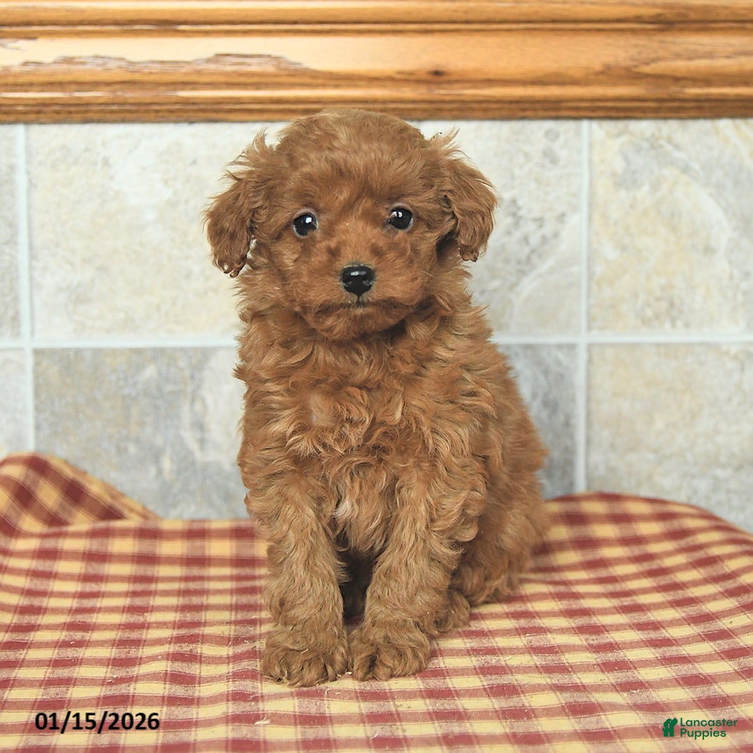 Yorkiepoo dogs for sale: Echo - Ad 2
