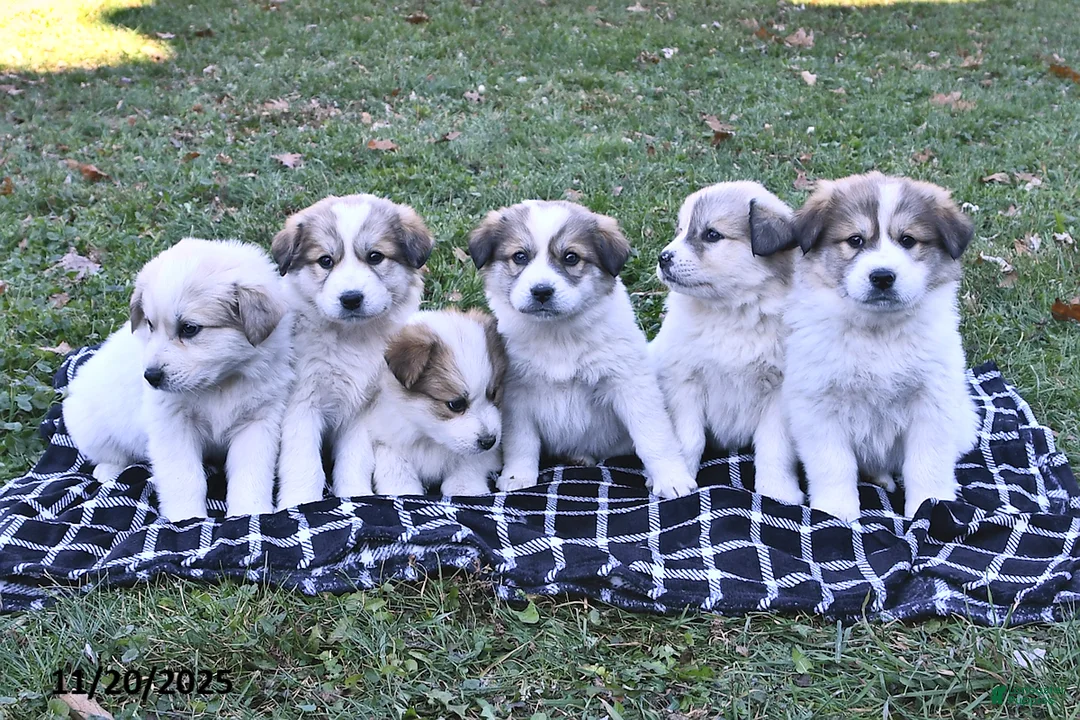 Great Pyrenees dogs for sale: Haley - Ad 20