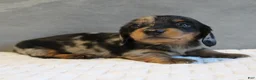 Miniature Dachshund dogs for sale: Selena - Ad 3