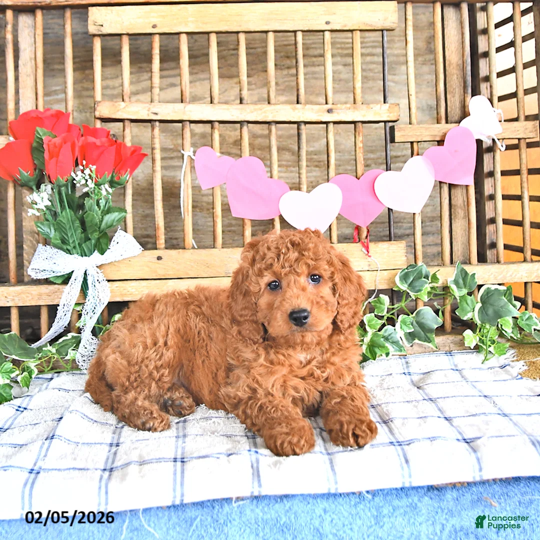 Mini Goldendoodle dogs for sale: Scout - Ad 4