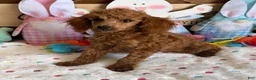 Toy Poodle dogs for sale: Prissy - Ad 4