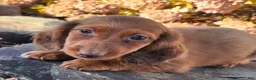 Miniature Dachshund dogs for sale: Rusty  - Ad 7