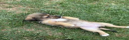 Mixed Breed dogs for sale: Stella - Ad 16