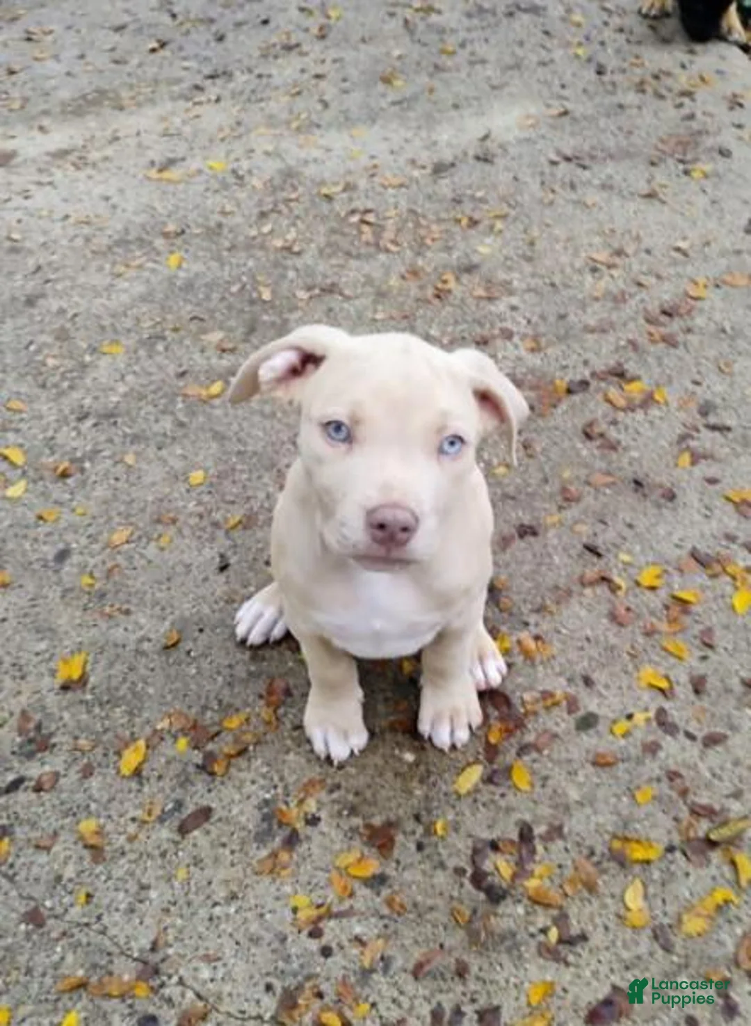 Staffordshire Bull Terrier dogs for sale: XL bully - Ad 15